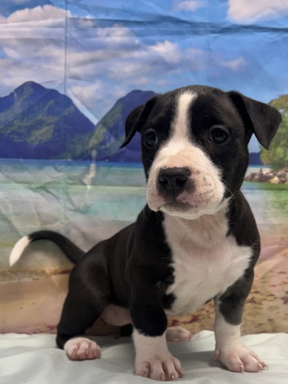 Pet Photo