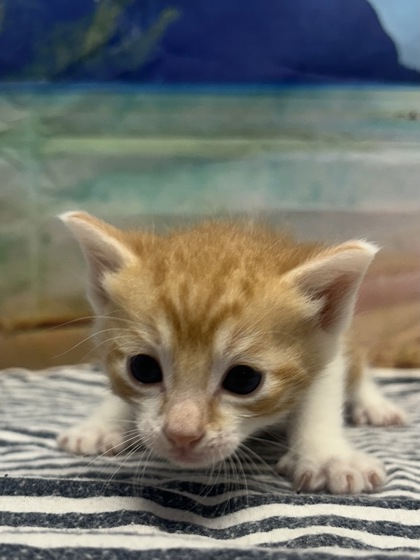 Pet Photo