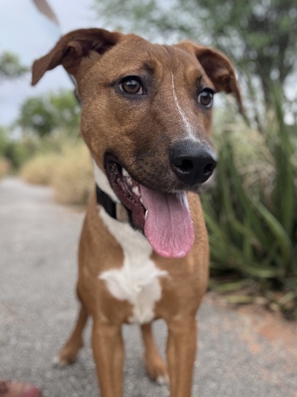 Pet Photo