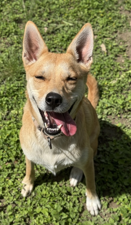 Pet Photo