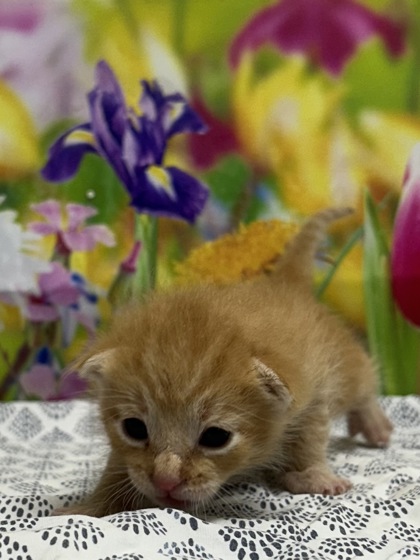 Pet Photo