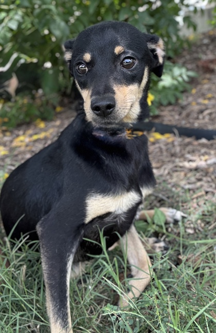 Pet Photo