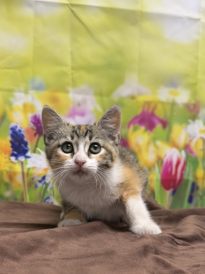 Pet Photo