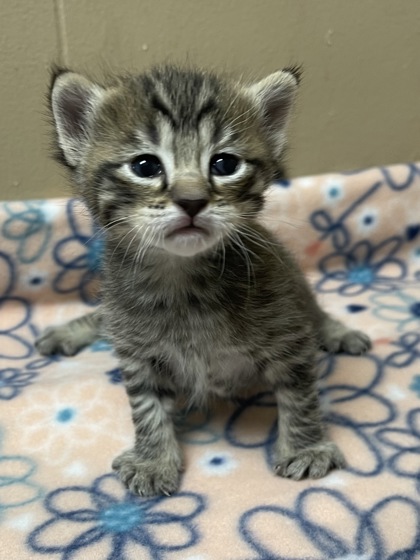 Foto de mascota