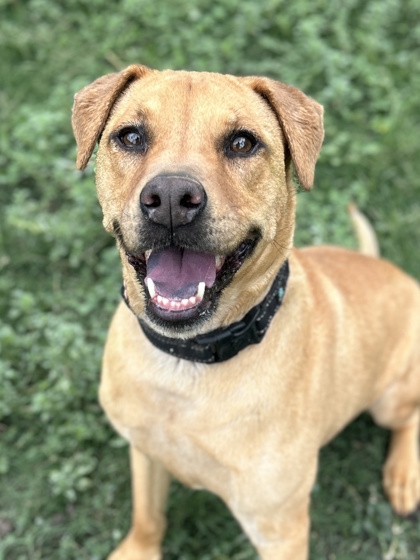 Pet Photo