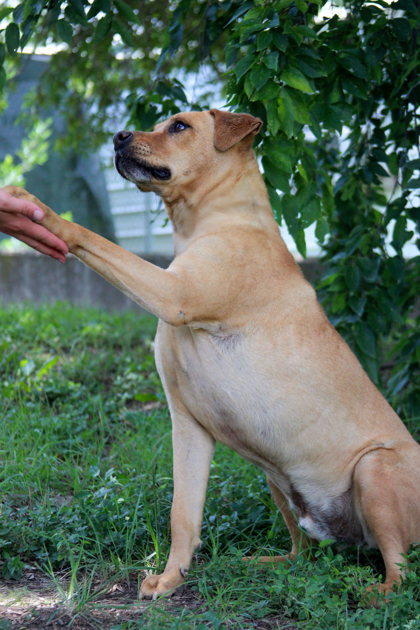 Pet Photo