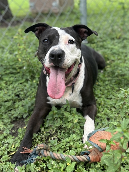 Pet Photo