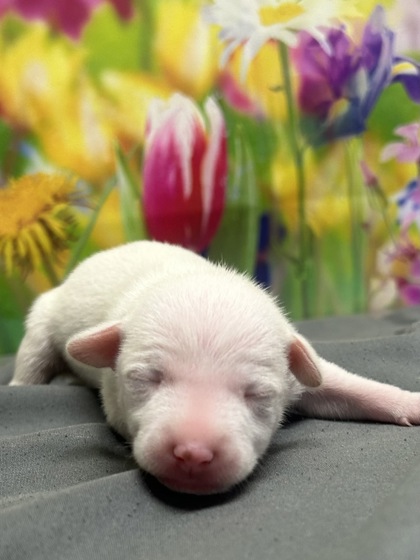 Foto de mascota