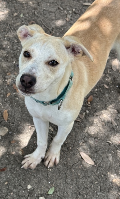 Pet Photo
