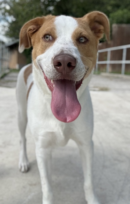 Pet Photo