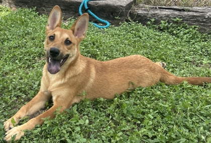 Pet Photo