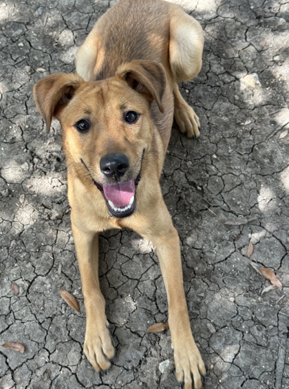 Pet Photo