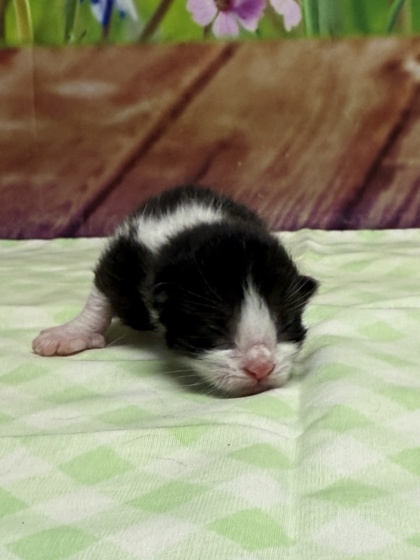 Pet Photo