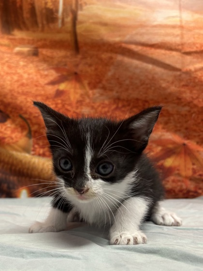 Foto de mascota