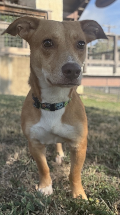 Pet Photo