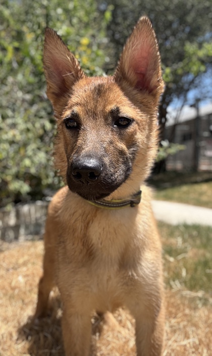 Pet Photo