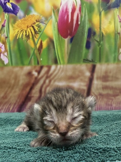 Pet Photo