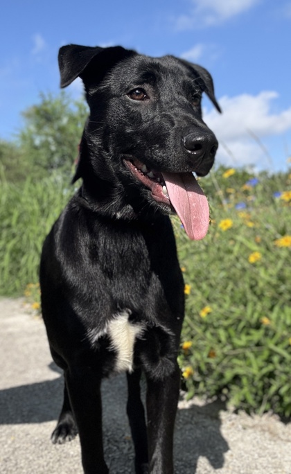 Foto de mascota