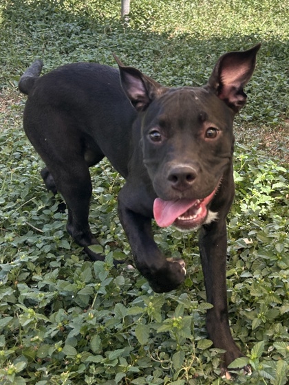 Pet Photo