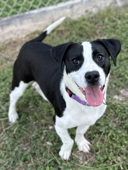 Pet Photo