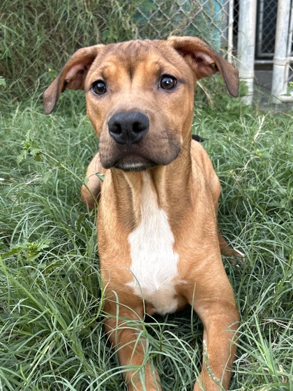 Pet Photo