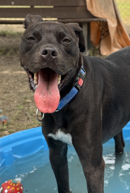 Pet Photo