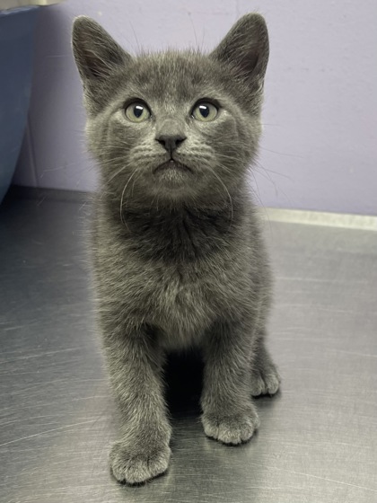 Pet Photo