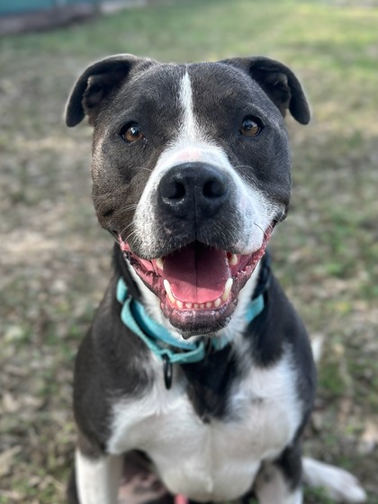 Pet Photo