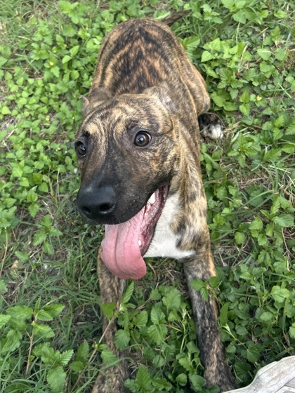 Pet Photo