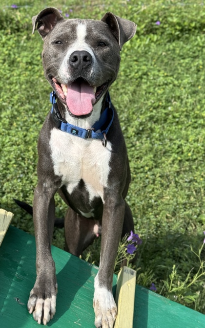 Pet Photo