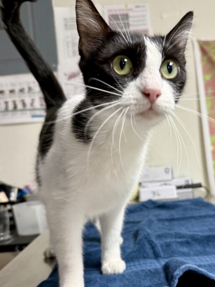 Pet Photo