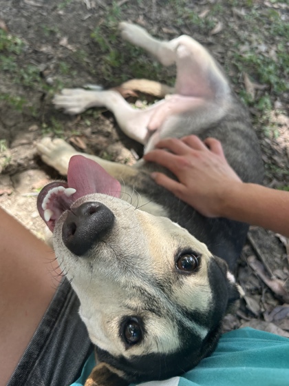 Pet Photo