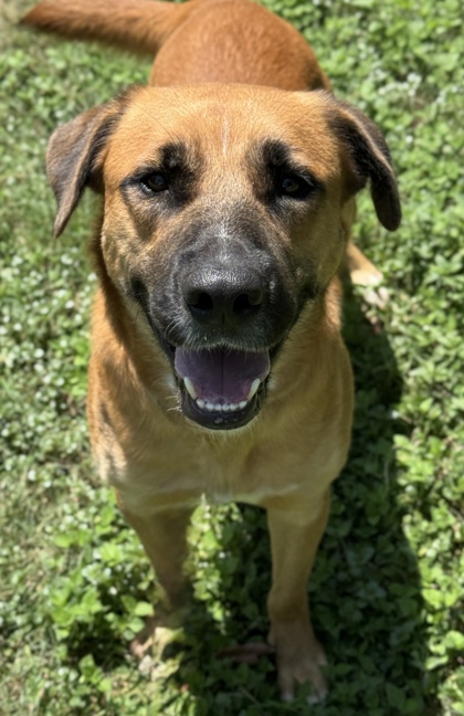 Pet Photo