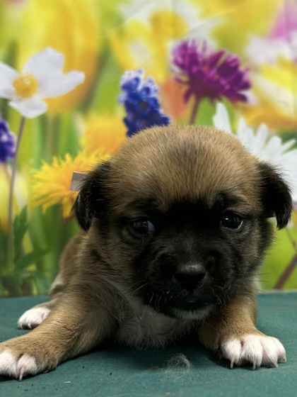 Pet Photo