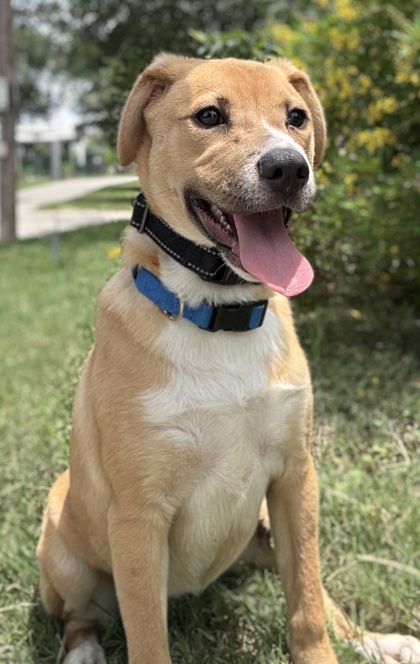 Pet Photo