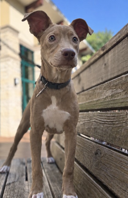 Pet Photo