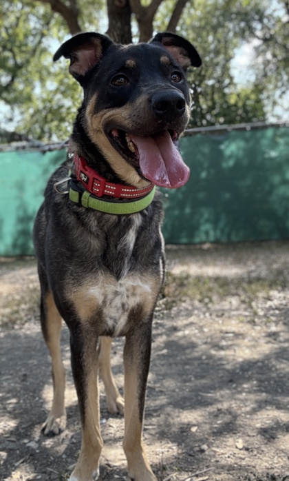 Pet Photo