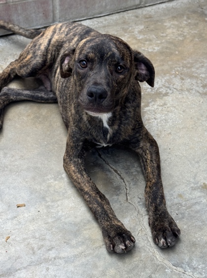 Pet Photo