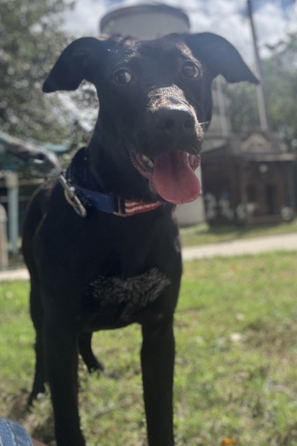 Foto de mascota