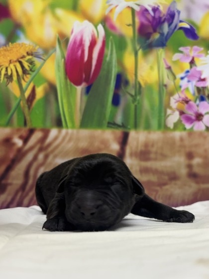 Pet Photo