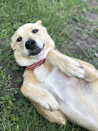 Pet Photo