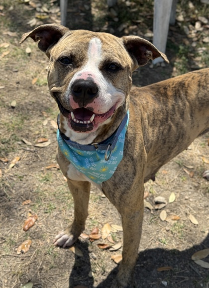 Pet Photo