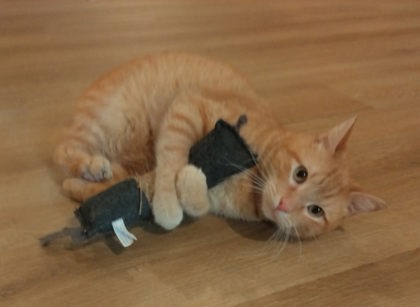 Pet Photo