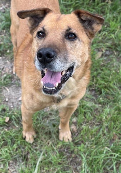 Pet Photo