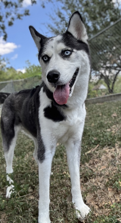 Pet Photo
