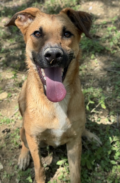Pet Photo