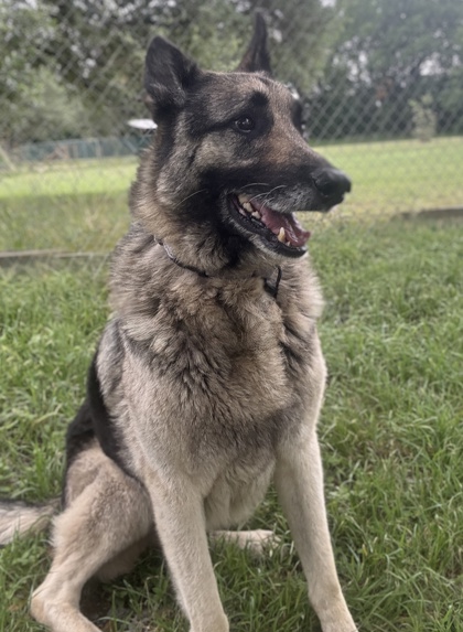 Pet Photo
