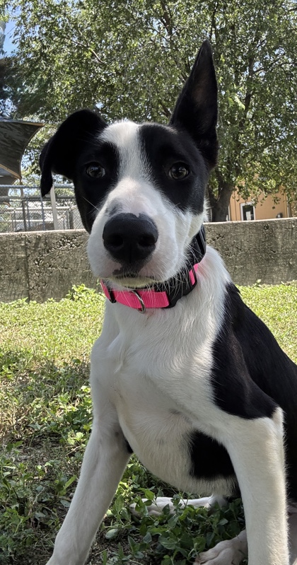 Pet Photo