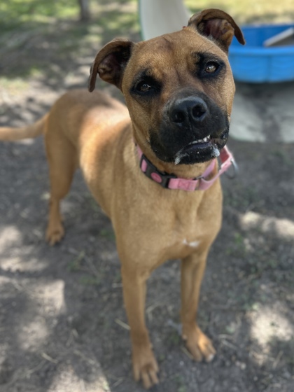 Pet Photo