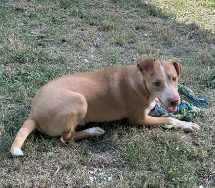 Pet Photo